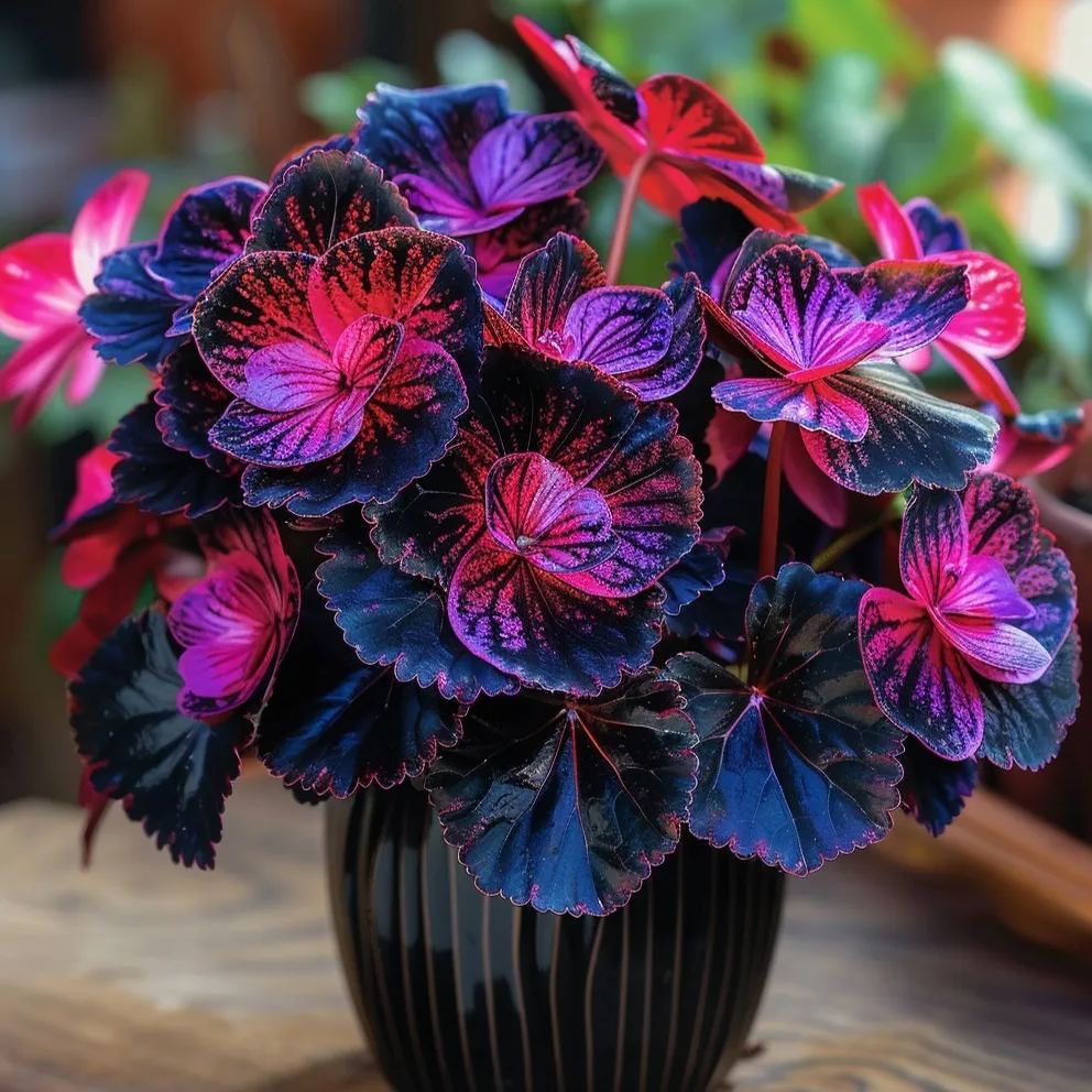 Begonia Seeds