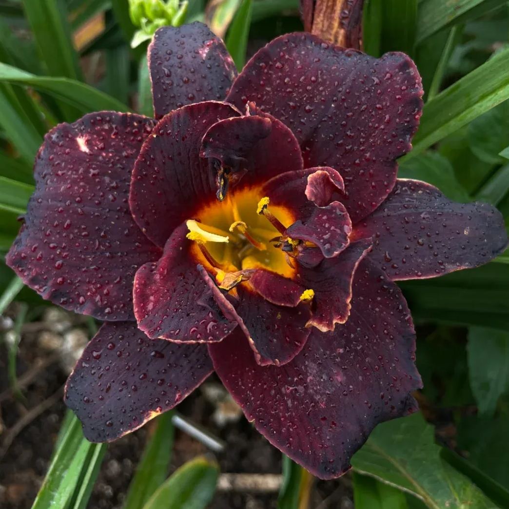 Daylily Seeds For Planting - Rare Hybrid Bonsai