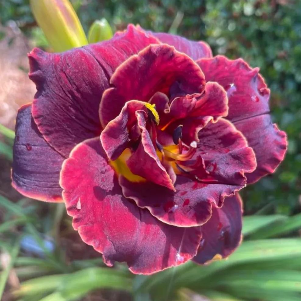 Daylily Seeds For Planting - Rare Hybrid Bonsai