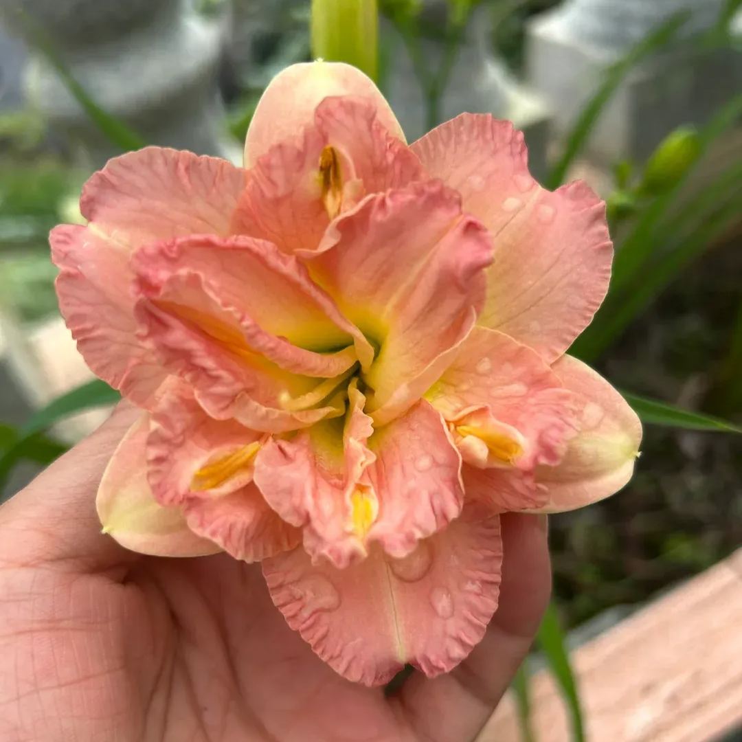 Daylily Seeds For Planting - Rare Hybrid Bonsai