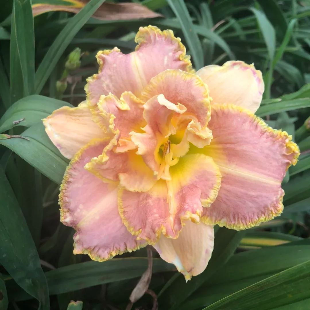 Daylily Seeds For Planting - Rare Hybrid Bonsai
