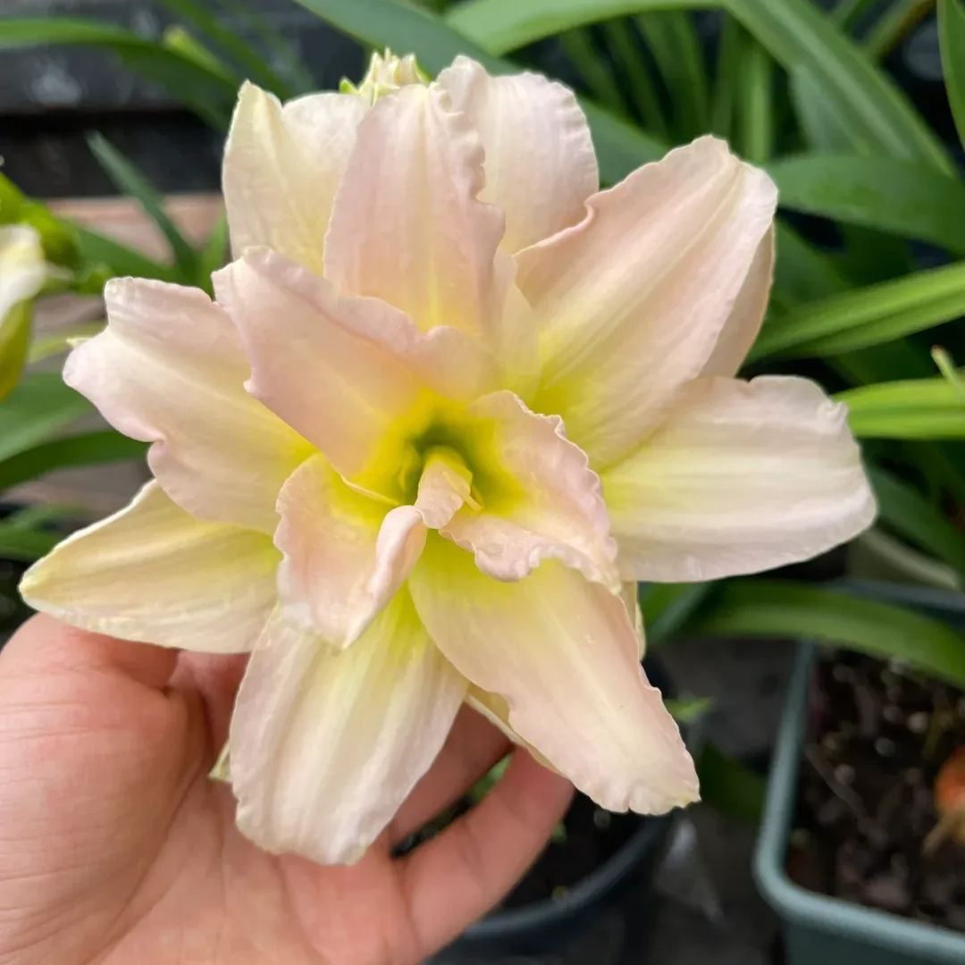 Daylily Seeds For Planting - Rare Hybrid Bonsai