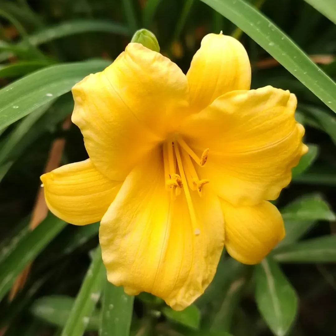 Daylily Seeds For Planting - Rare Hybrid Bonsai