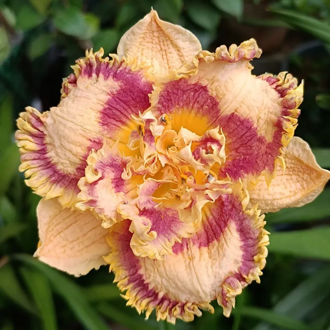 Daylily Seeds For Planting - Rare Hybrid Bonsai