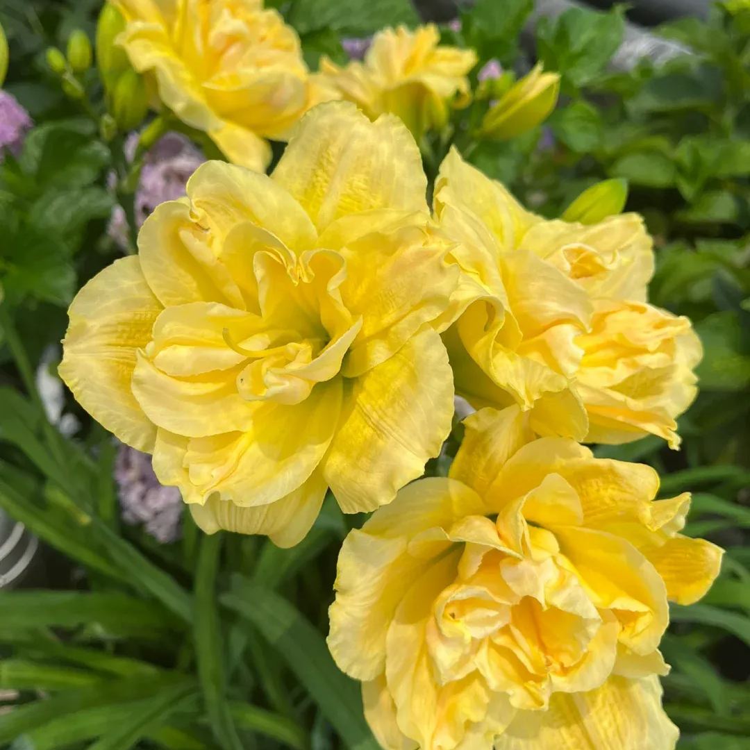 Daylily Seeds For Planting - Rare Hybrid Bonsai