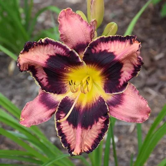 Daylily Seeds For Planting - Rare Hybrid Bonsai