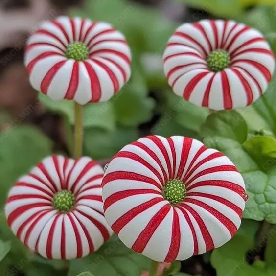 Peppermint Candy Flower Seeds & Claytonia Megarhiza