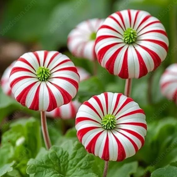 Peppermint Candy Flower Seeds & Claytonia Megarhiza