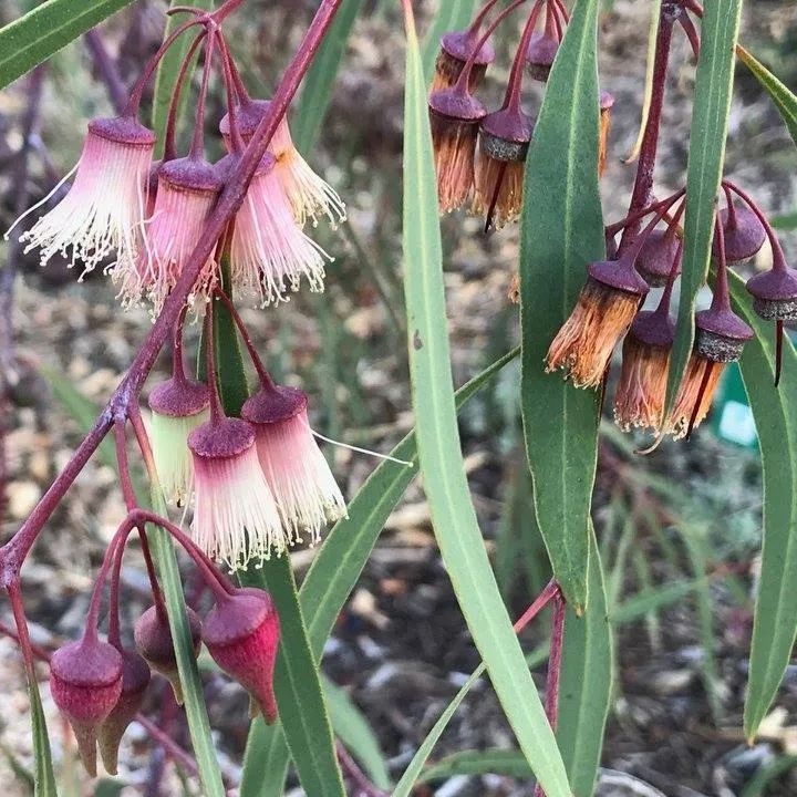 Jingymia Mallee Wildflower Seeds