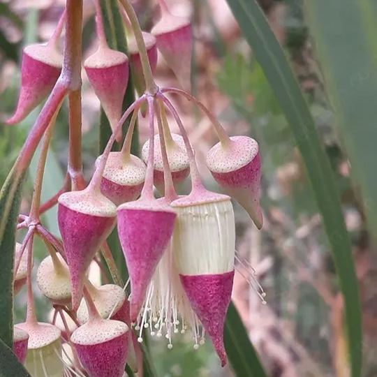 Jingymia Mallee Wildflower Seeds