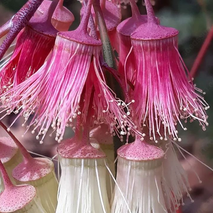 Jingymia Mallee Wildflower Seeds