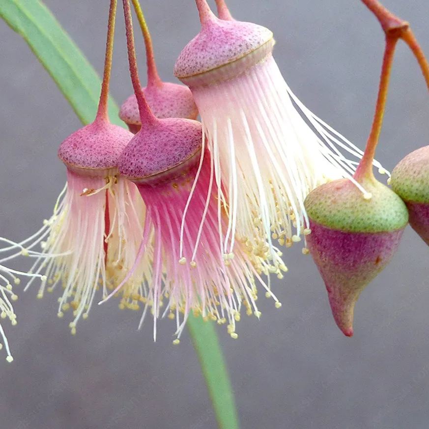 Jingymia Mallee Wildflower Seeds