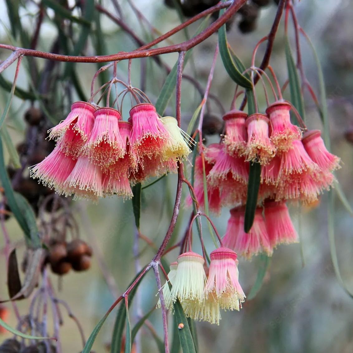 Jingymia Mallee Wildflower Seeds