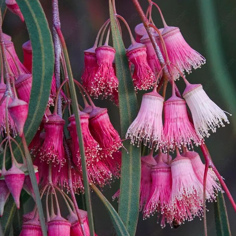 Jingymia Mallee Wildflower Seeds