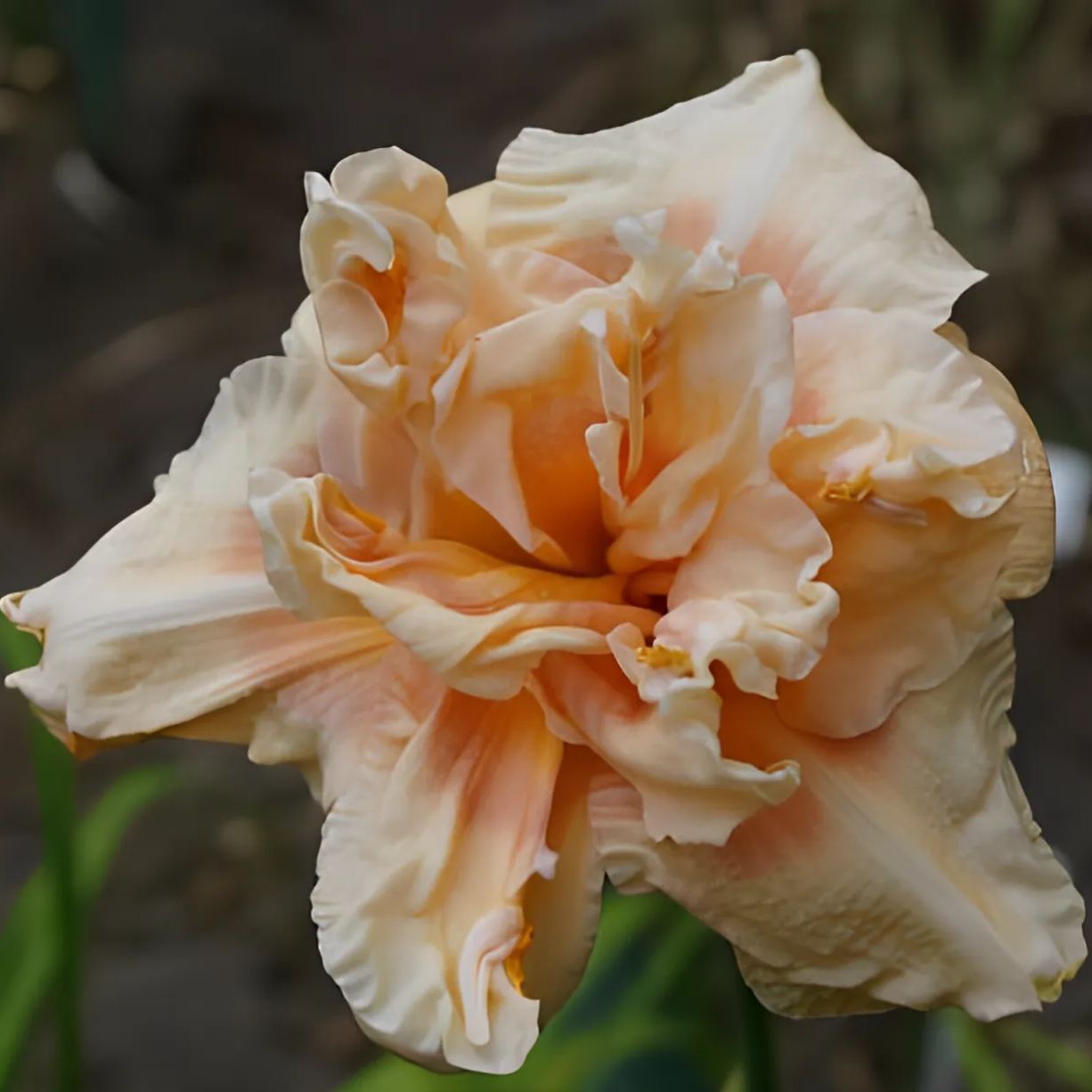Daylily Seeds For Planting - Rare Hybrid Bonsai