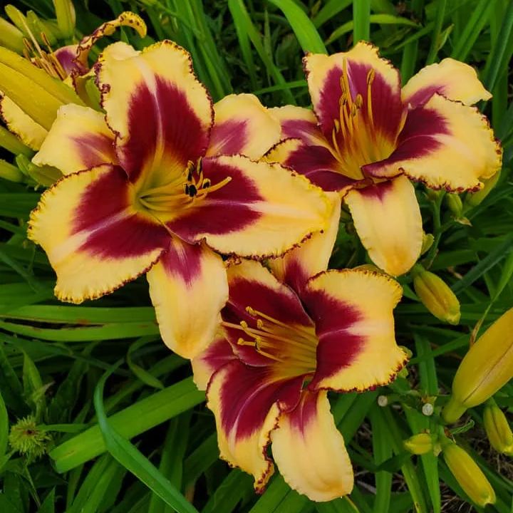 Daylily Seeds For Planting - Rare Hybrid Bonsai