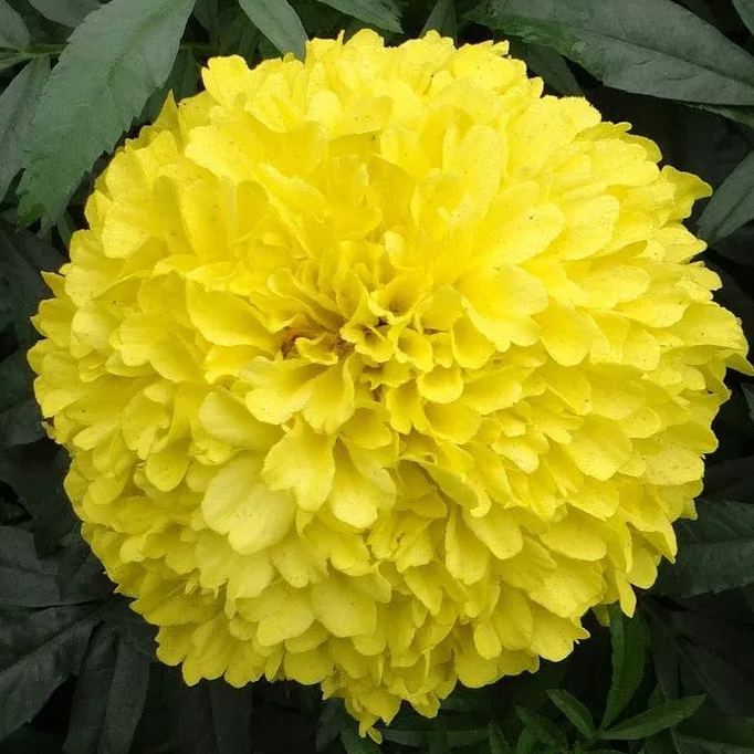 African Marigold Flower Garden Seeds