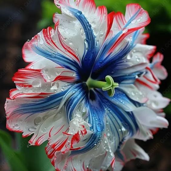 Rare Tricolor Series Flower Seeds