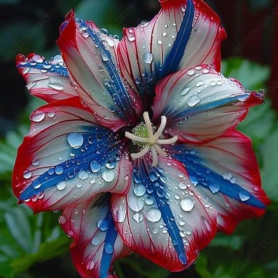 Rare Tricolor Series Flower Seeds