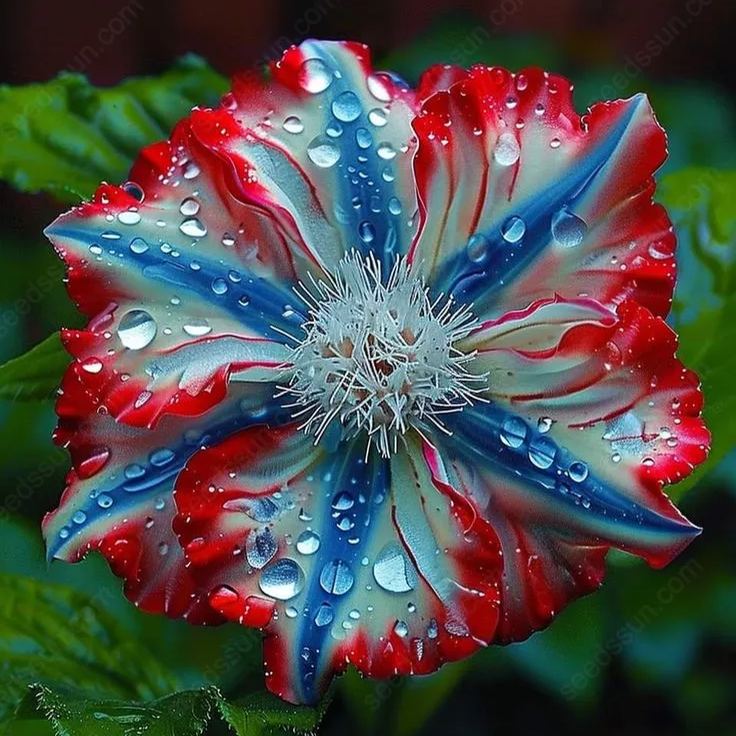 Rare Tricolor Series Flower Seeds