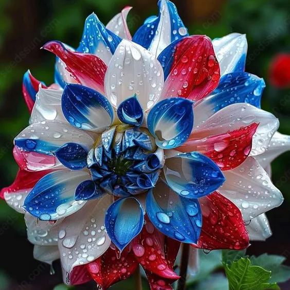 Rare Tricolor Series Flower Seeds