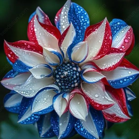 Rare Tricolor Series Flower Seeds