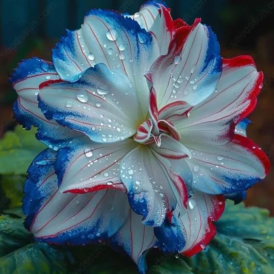 Rare Tricolor Series Flower Seeds