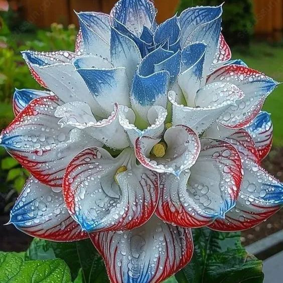 Rare Tricolor Series Flower Seeds