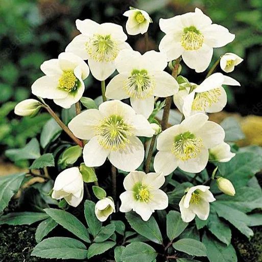Helleborus Seeds