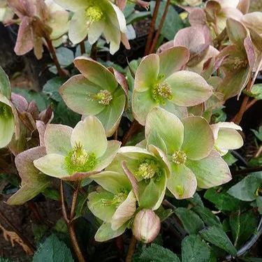 Helleborus Seeds