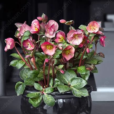 Helleborus Seeds