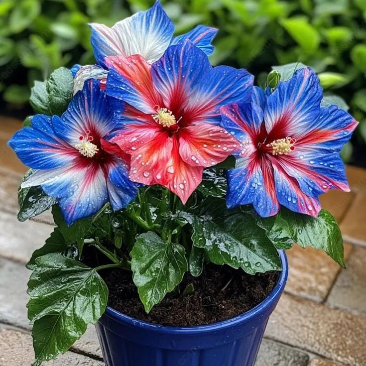 Rare Potted Hibiscus Seeds