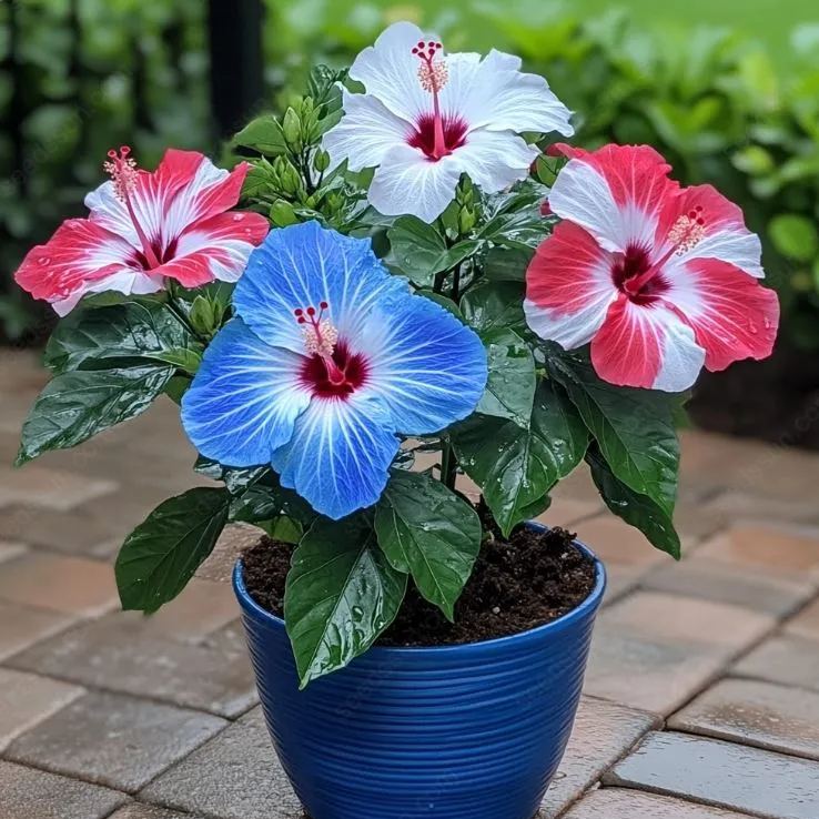 Rare Potted Hibiscus Seeds