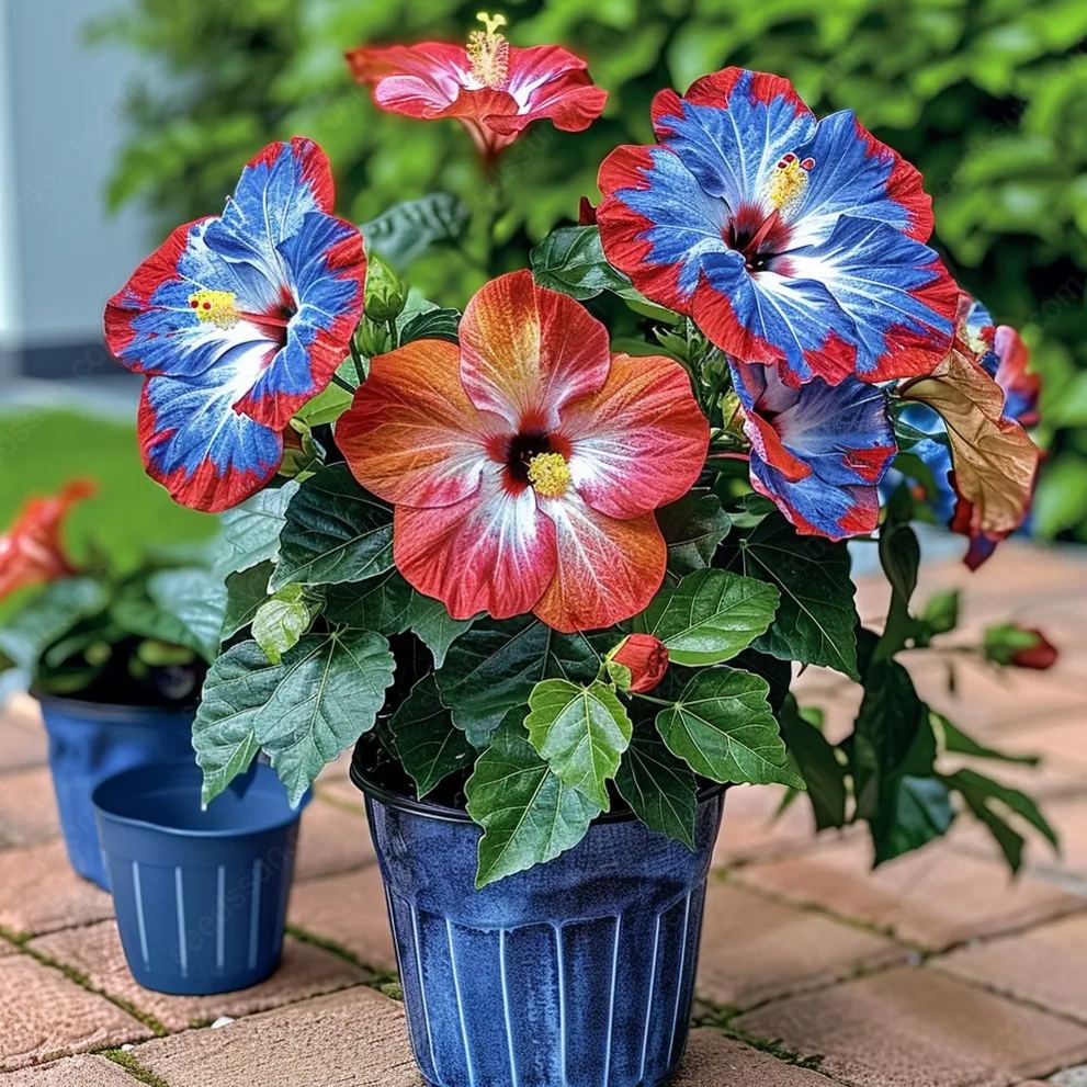 Rare Potted Hibiscus Seeds
