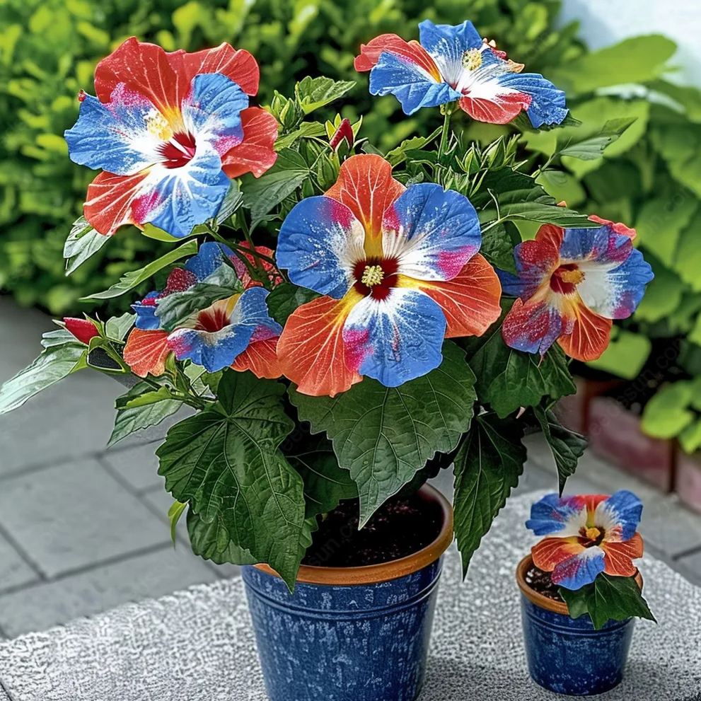 Rare Potted Hibiscus Seeds