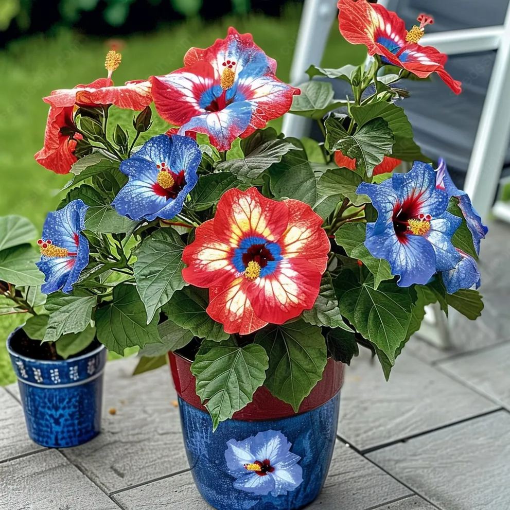 Rare Potted Hibiscus Seeds