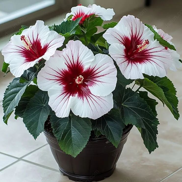 Rare Potted Hibiscus Seeds