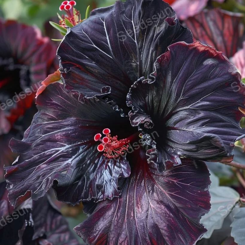 Potted Hibiscus Seeds