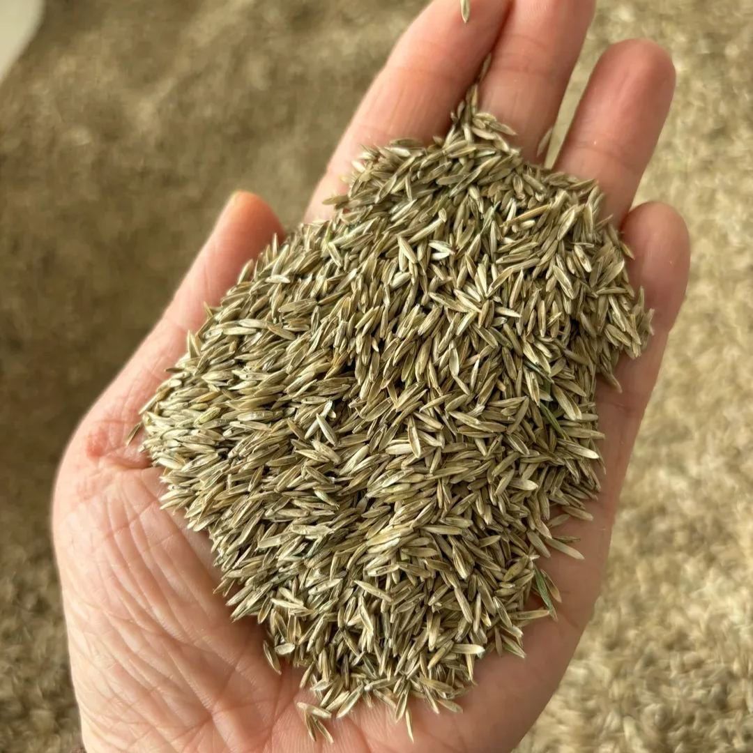 Perennial Ryegrass Seeds