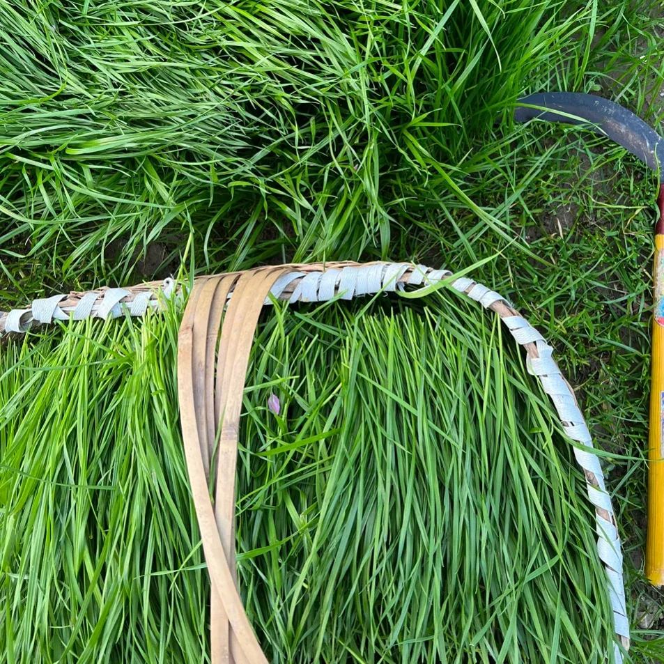 Perennial Ryegrass Seeds