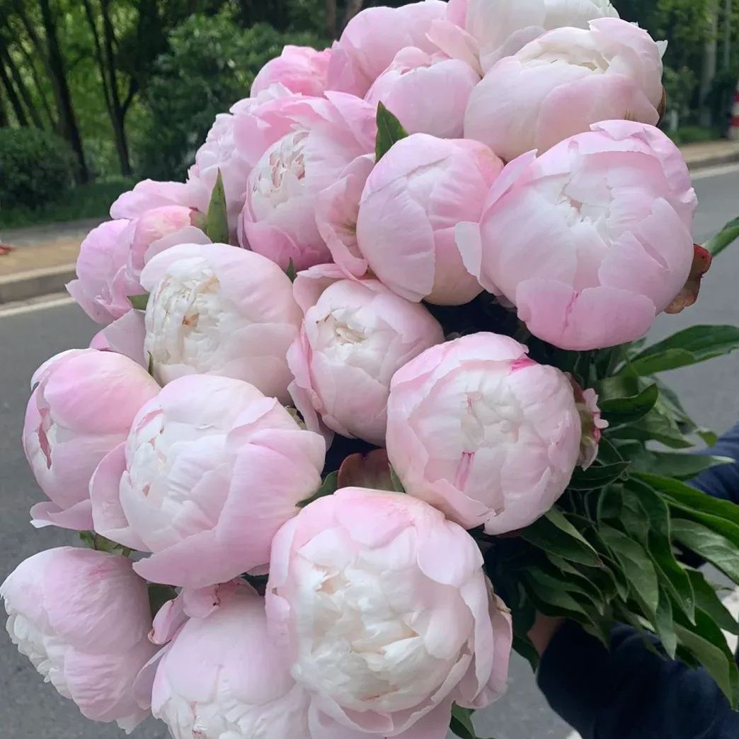 Selected Perennial Peony Seeds