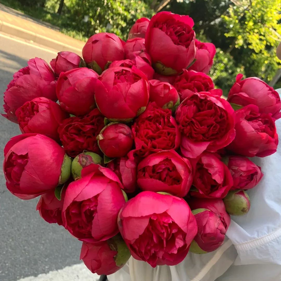 Selected Perennial Peony Seeds