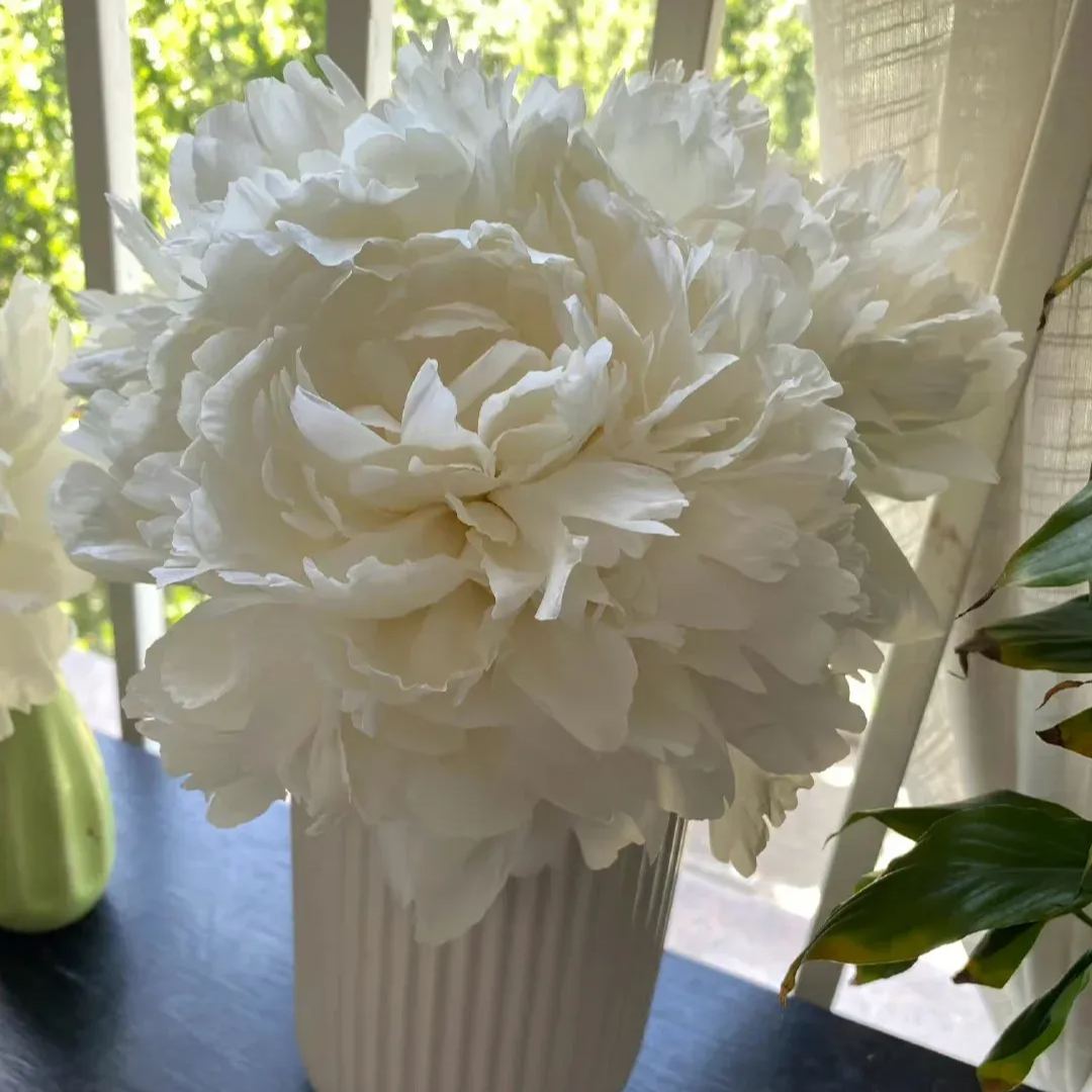 Selected Perennial Peony Seeds