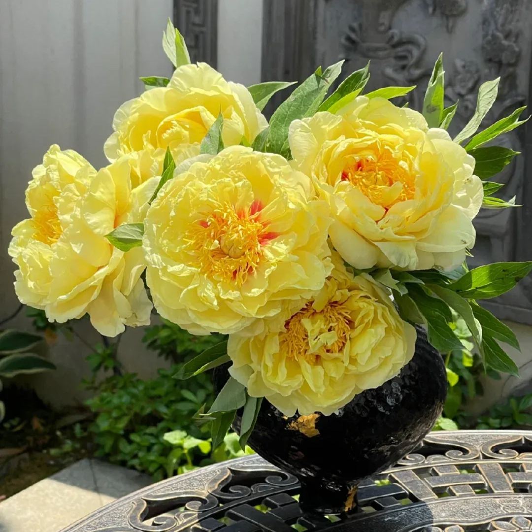 Selected Perennial Peony Seeds