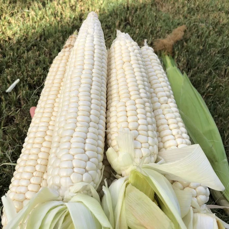 Creamy White Waxy Corn Seeds