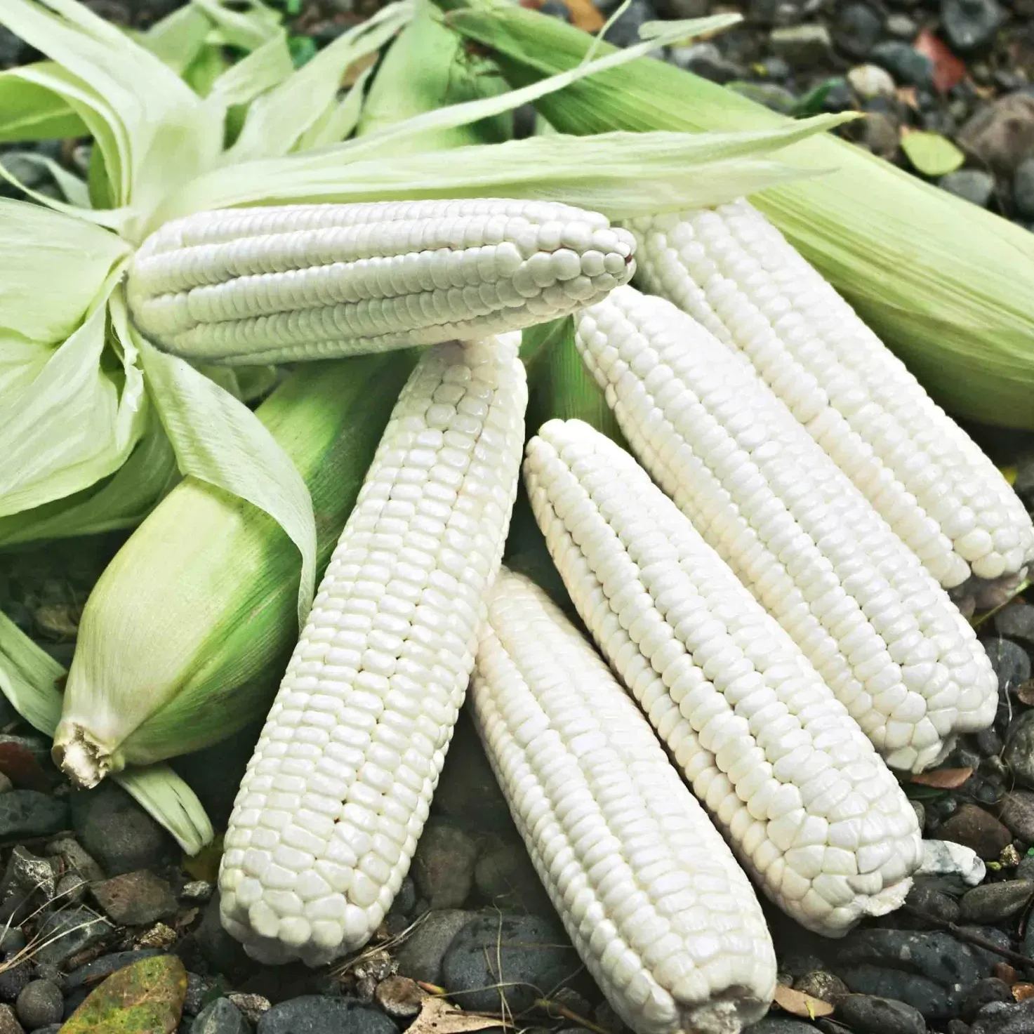 Creamy White Waxy Corn Seeds
