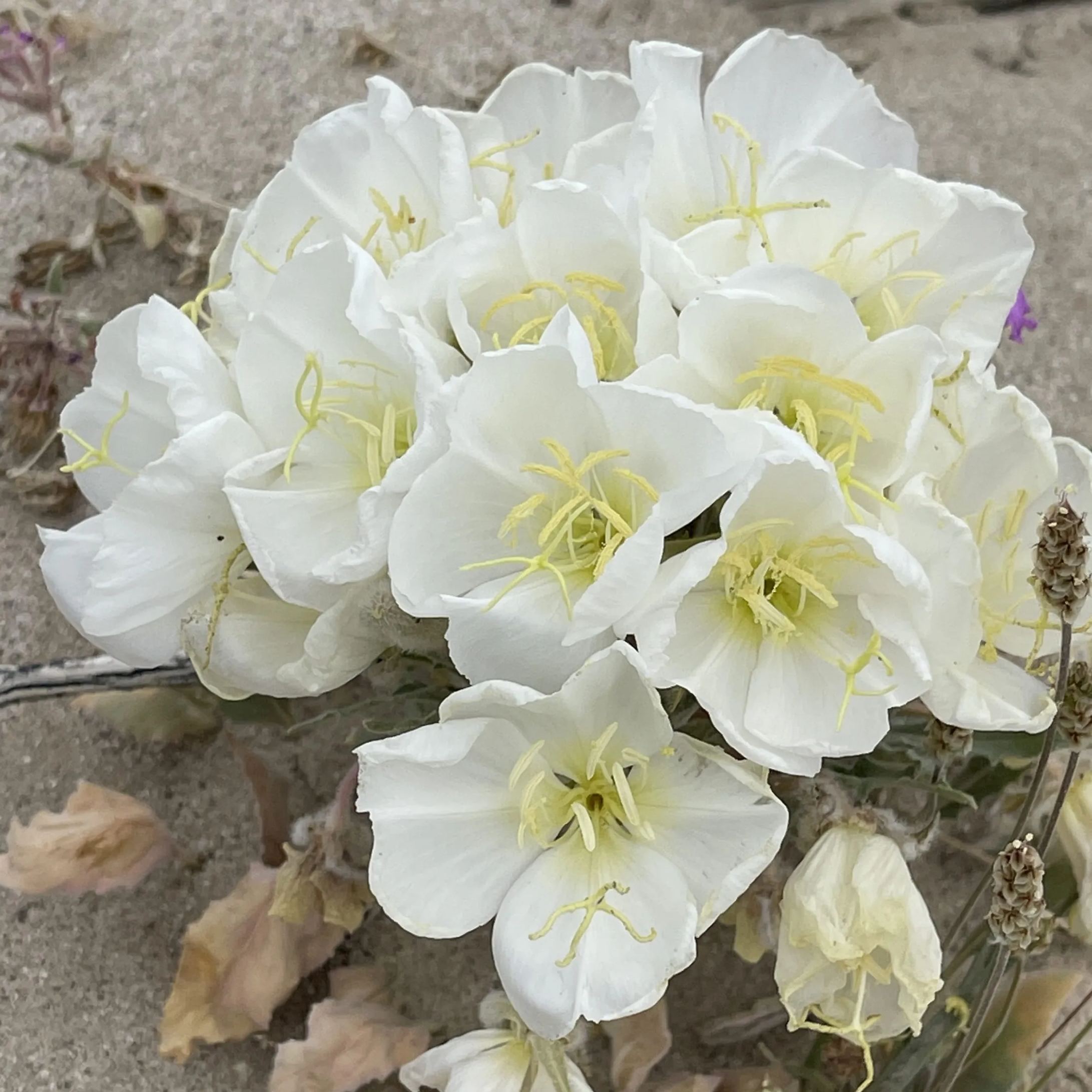 Evening Primrose Seeds