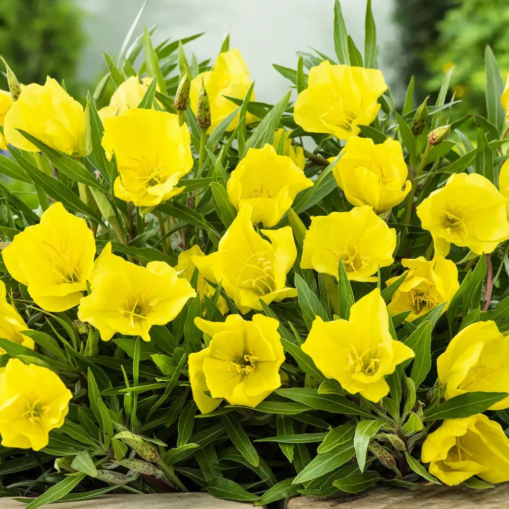 Evening Primrose Seeds