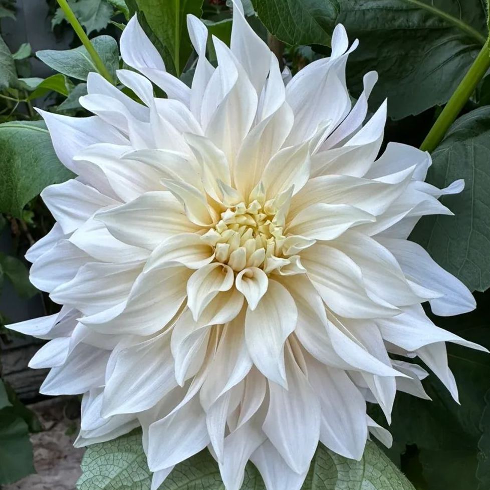 Rare Dahlia Bulbs