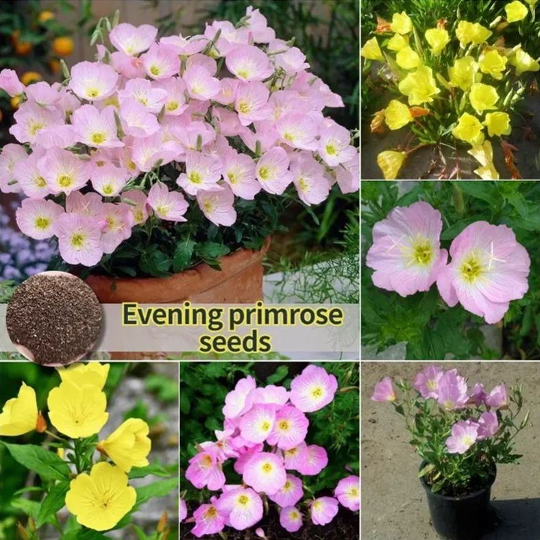 Evening Primrose Seeds